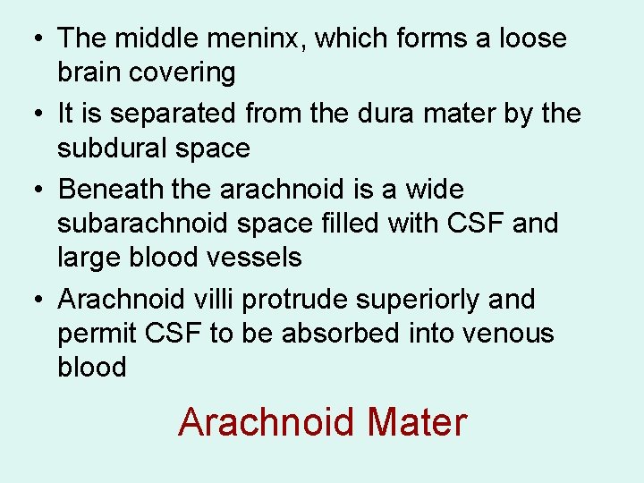  • The middle meninx, which forms a loose brain covering • It is