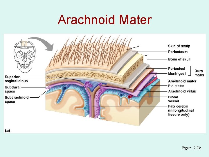 Arachnoid Mater Figure 12. 23 a 