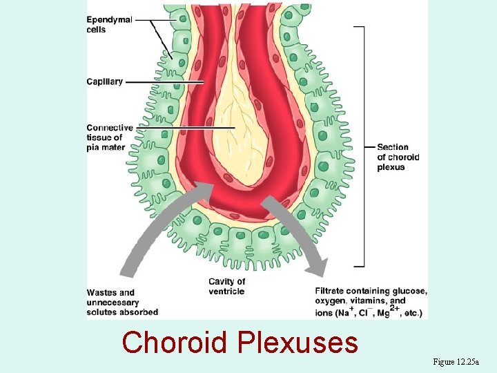 Choroid Plexuses Figure 12. 25 a 