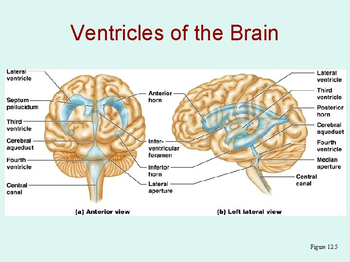 Ventricles of the Brain Figure 12. 5 
