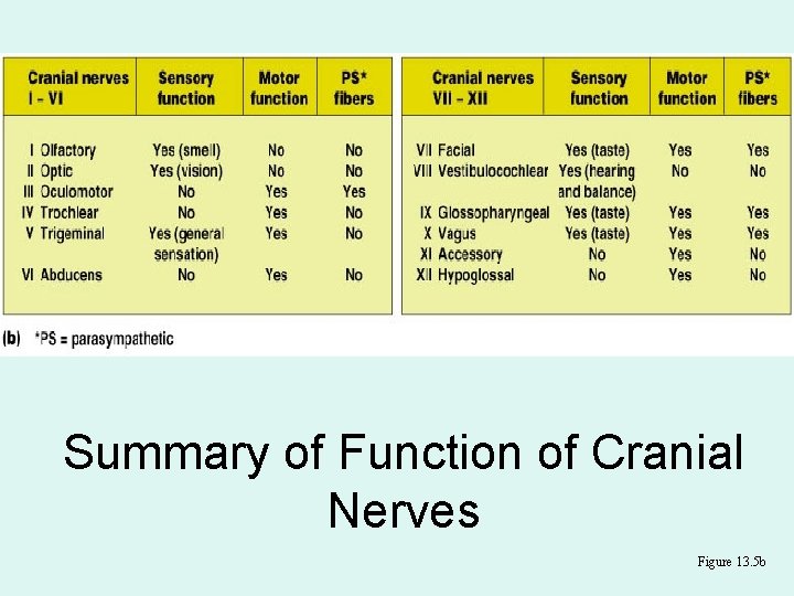 Summary of Function of Cranial Nerves Figure 13. 5 b 