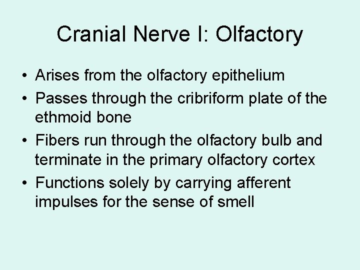 Cranial Nerve I: Olfactory • Arises from the olfactory epithelium • Passes through the