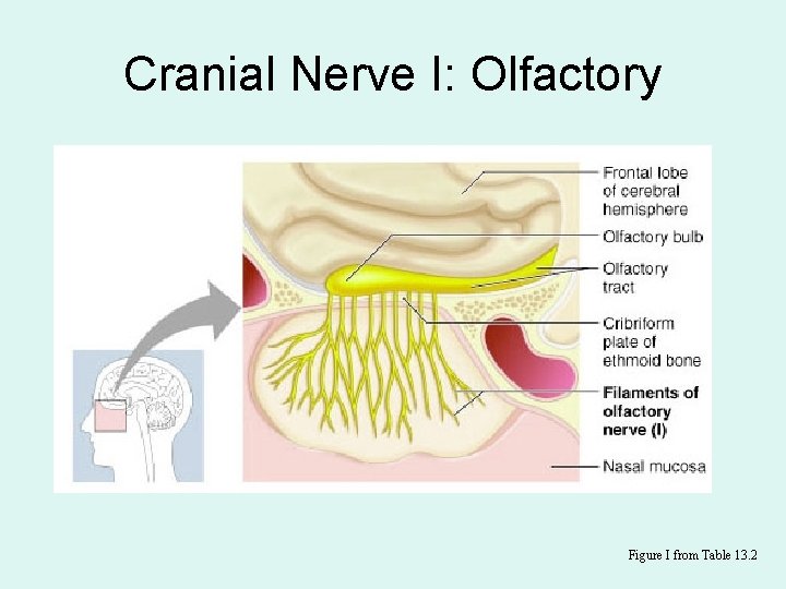 Cranial Nerve I: Olfactory Figure I from Table 13. 2 