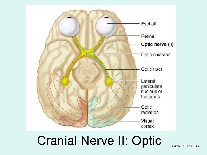 Cranial Nerve II: Optic Figure II Table 13. 2 