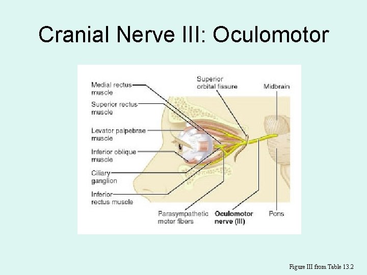 Cranial Nerve III: Oculomotor Figure III from Table 13. 2 