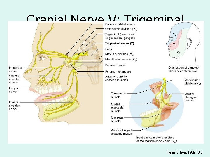 Cranial Nerve V: Trigeminal Figure V from Table 13. 2 