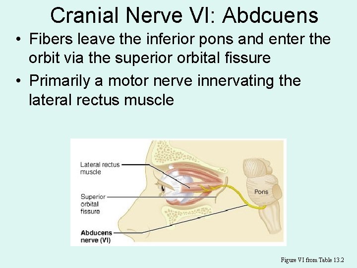 Cranial Nerve VI: Abdcuens • Fibers leave the inferior pons and enter the orbit