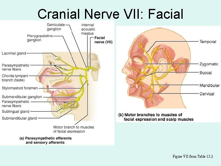 Cranial Nerve VII: Facial Figure VII from Table 13. 2 