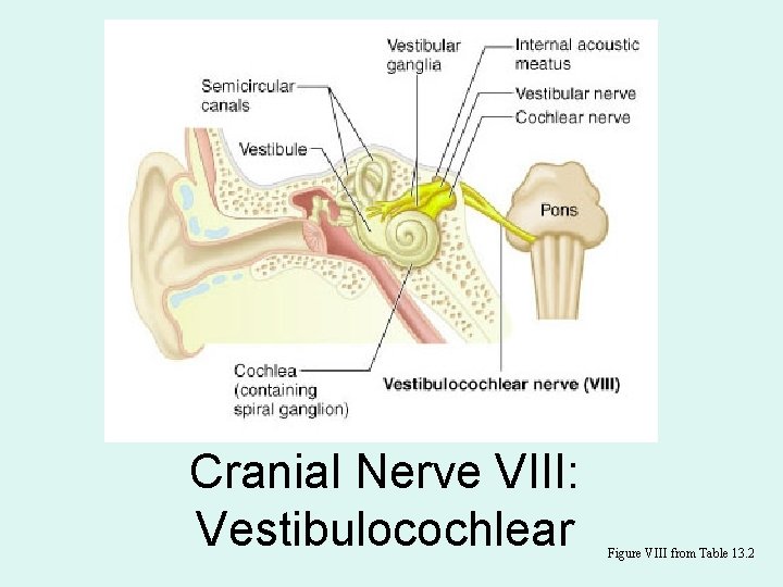 Cranial Nerve VIII: Vestibulocochlear Figure VIII from Table 13. 2 