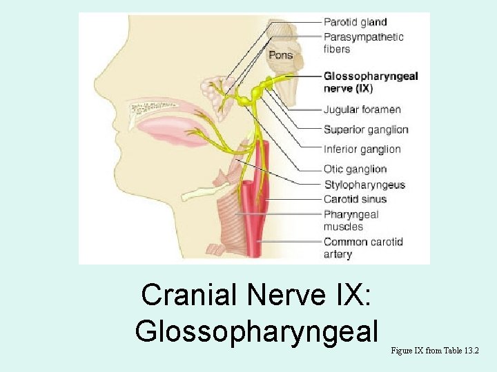 Cranial Nerve IX: Glossopharyngeal Figure IX from Table 13. 2 