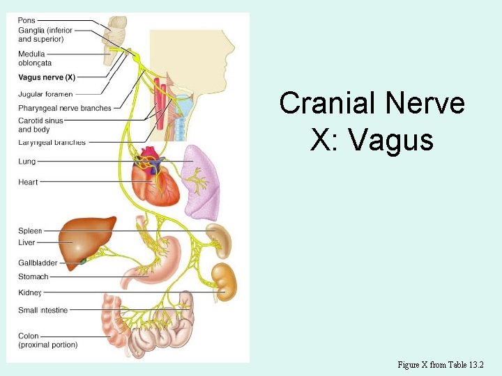 Cranial Nerve X: Vagus Figure X from Table 13. 2 