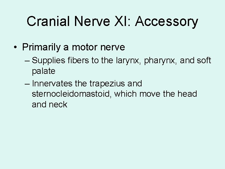 Cranial Nerve XI: Accessory • Primarily a motor nerve – Supplies fibers to the