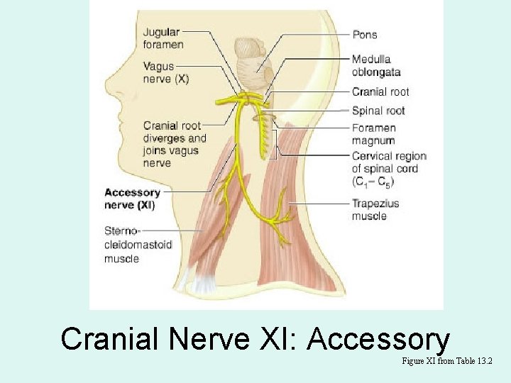 Cranial Nerve XI: Accessory Figure XI from Table 13. 2 