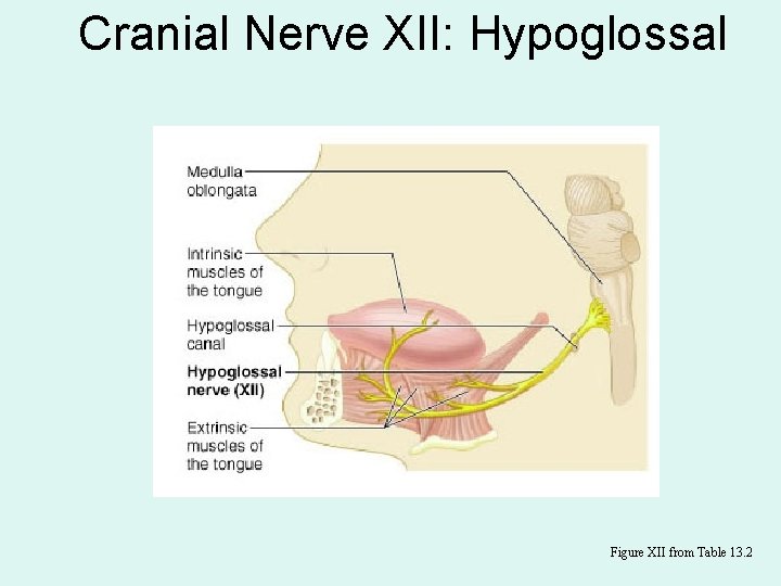 Cranial Nerve XII: Hypoglossal Figure XII from Table 13. 2 