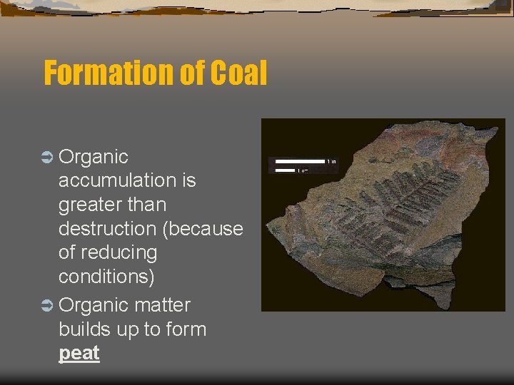 Formation of Coal Ü Organic accumulation is greater than destruction (because of reducing conditions)