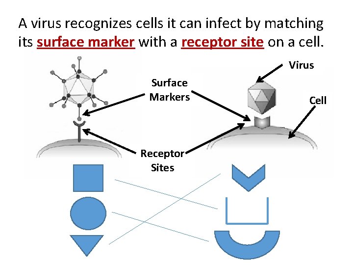 A virus recognizes cells it can infect by matching its surface marker with a