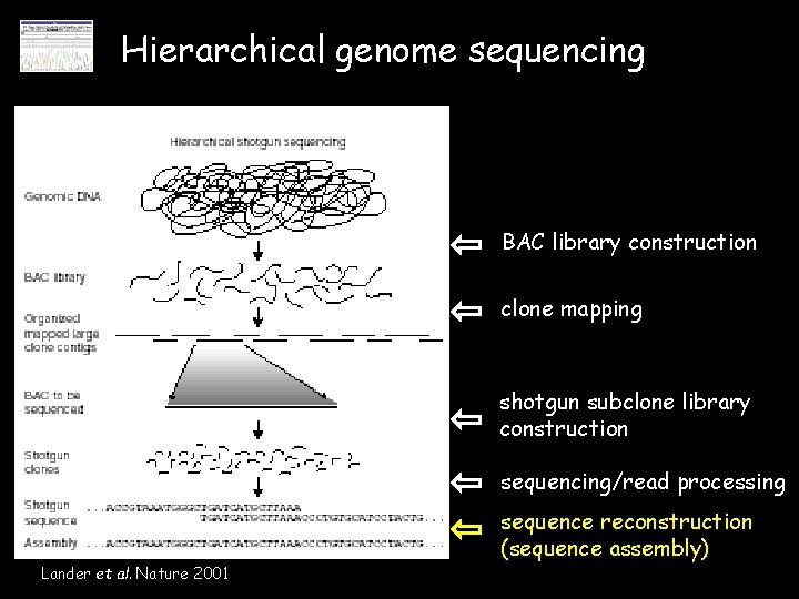 Hierarchical genome sequencing BAC library construction clone mapping shotgun subclone library construction sequencing/read processing