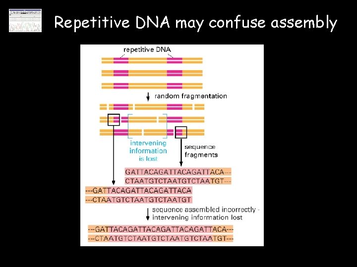 Repetitive DNA may confuse assembly 