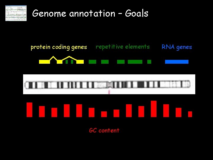 Genome annotation – Goals protein coding genes repetitive elements GC content RNA genes 