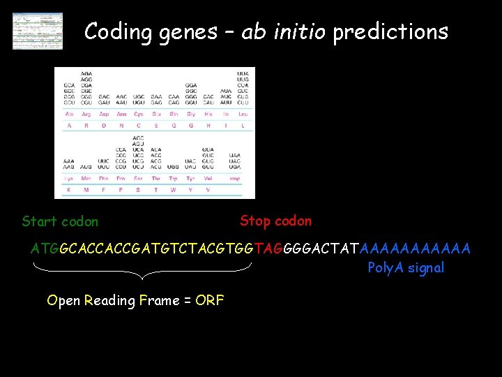 Coding genes – ab initio predictions Start codon Stop codon ATGGCACCACCGATGTCTACGTGGTAGGGGACTATAAAAAA Poly. A signal