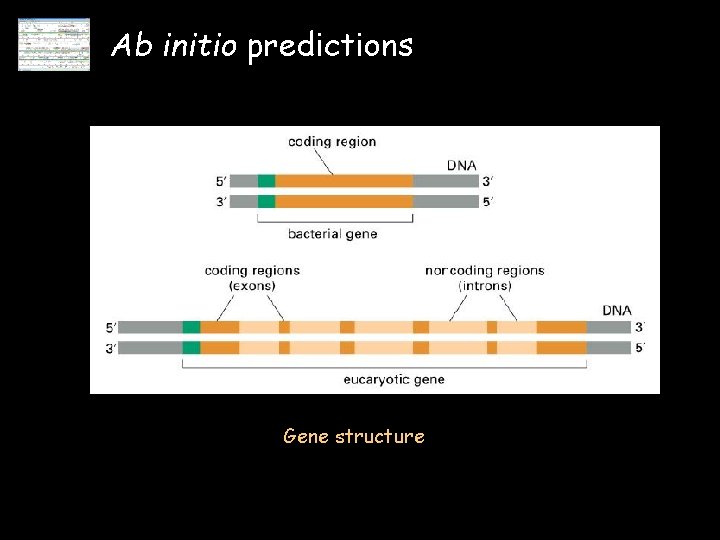 Ab initio predictions Gene structure 