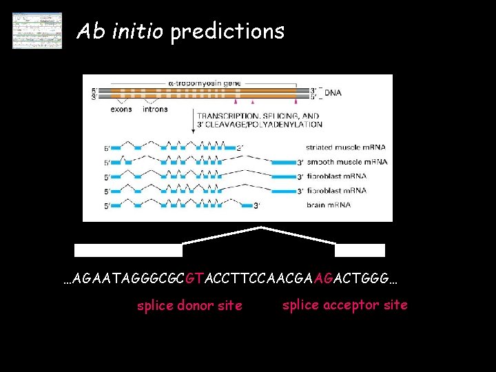 Ab initio predictions …AGAATAGGGCGCGTACCTTCCAACGAAGACTGGG… splice donor site splice acceptor site 