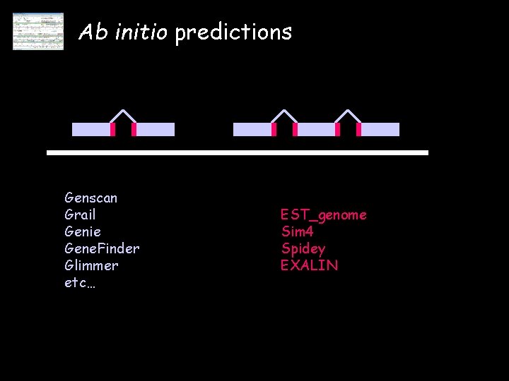 Ab initio predictions Genscan Grail Genie Gene. Finder Glimmer etc… EST_genome Sim 4 Spidey