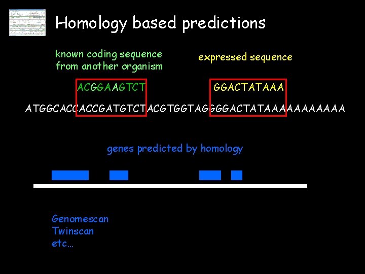 Homology based predictions known coding sequence from another organism ACGGAAGTCT expressed sequence GGACTATAAA ATGGCACCACCGATGTCTACGTGGTAGGGGACTATAAAAAA