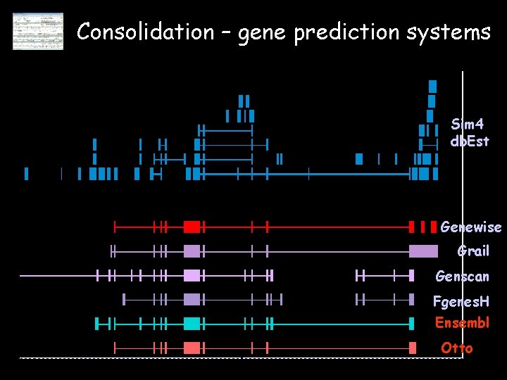 Consolidation – gene prediction systems Sim 4 db. Est Genewise Grail Genscan Fgenes. H