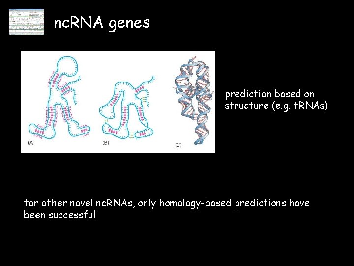 nc. RNA genes prediction based on structure (e. g. t. RNAs) for other novel