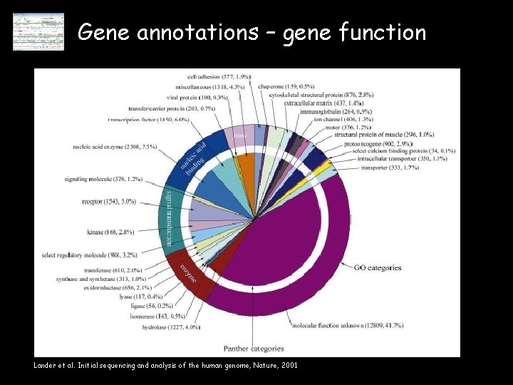 Gene annotations – gene function Lander et al. Initial sequencing and analysis of the