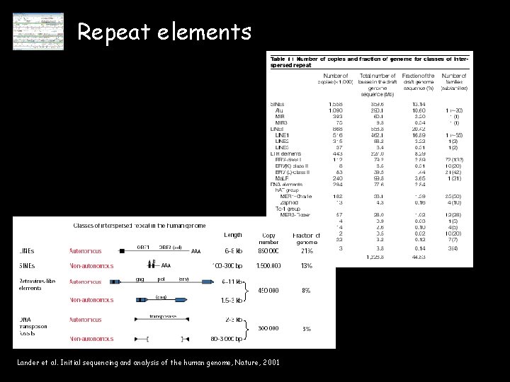 Repeat elements Lander et al. Initial sequencing and analysis of the human genome, Nature,