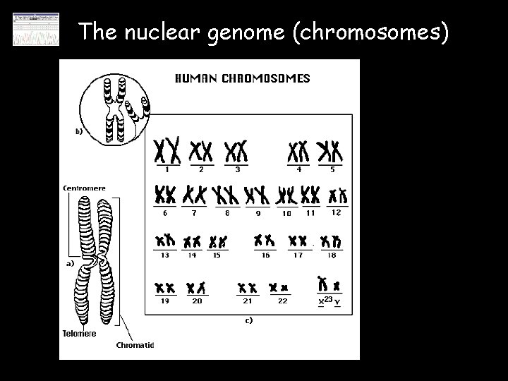 The nuclear genome (chromosomes) 