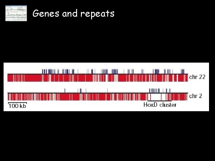 Genes and repeats 