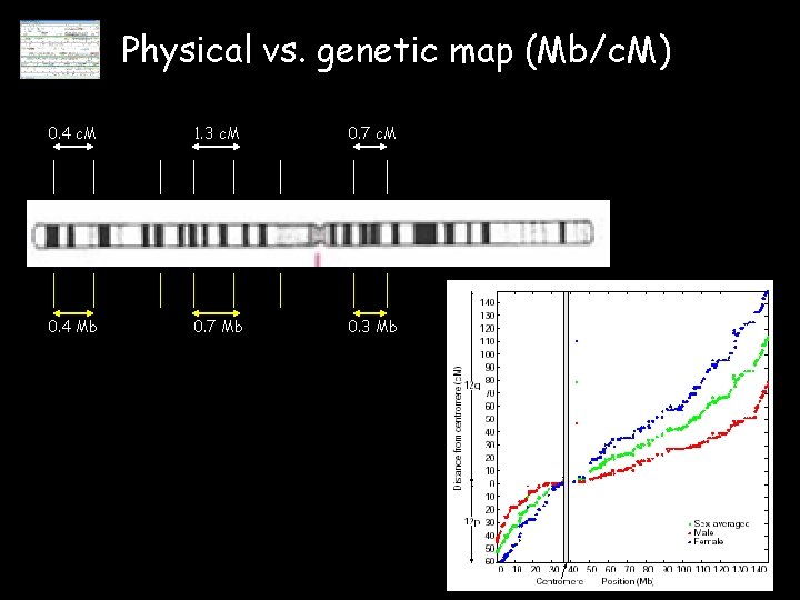 Physical vs. genetic map (Mb/c. M) 0. 4 c. M 1. 3 c. M