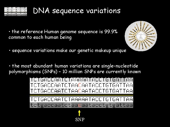 DNA sequence variations • the reference Human genome sequence is 99. 9% common to