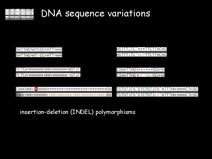 DNA sequence variations insertion-deletion (INDEL) polymorphisms 