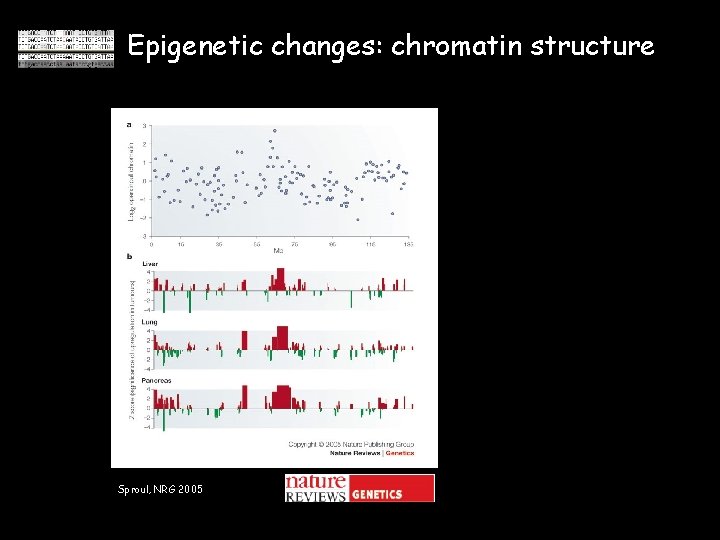 Epigenetic changes: chromatin structure Sproul, NRG 2005 