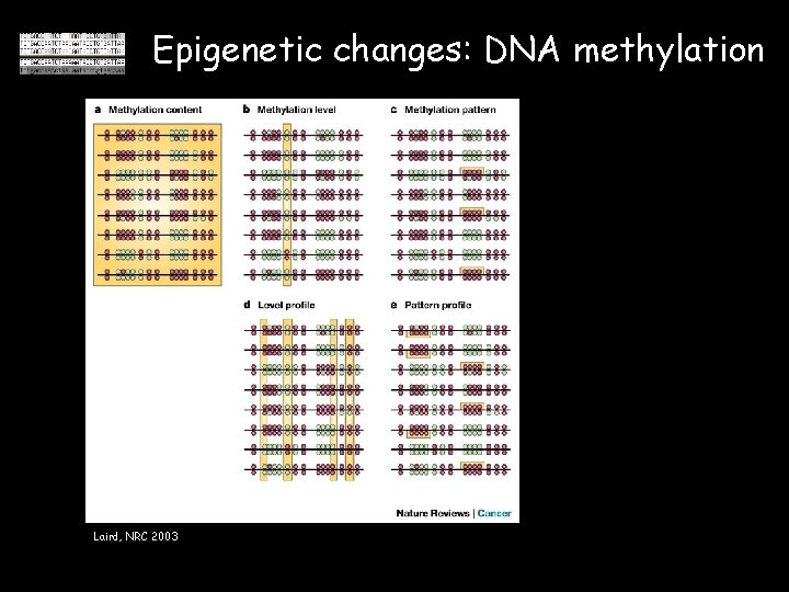 Epigenetic changes: DNA methylation Laird, NRC 2003 