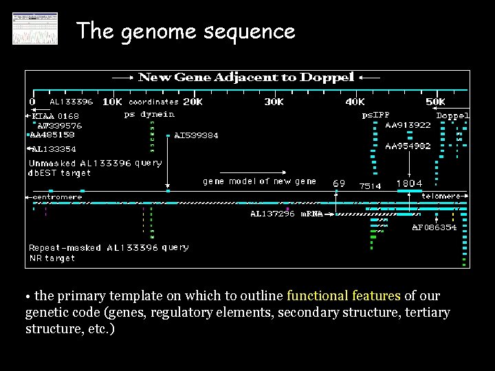 The genome sequence • the primary template on which to outline functional features of