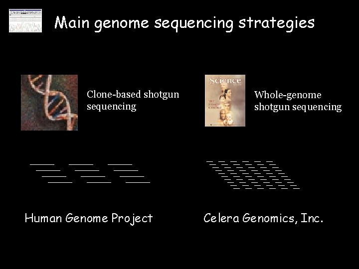 Main genome sequencing strategies Clone-based shotgun sequencing Human Genome Project Whole-genome shotgun sequencing Celera