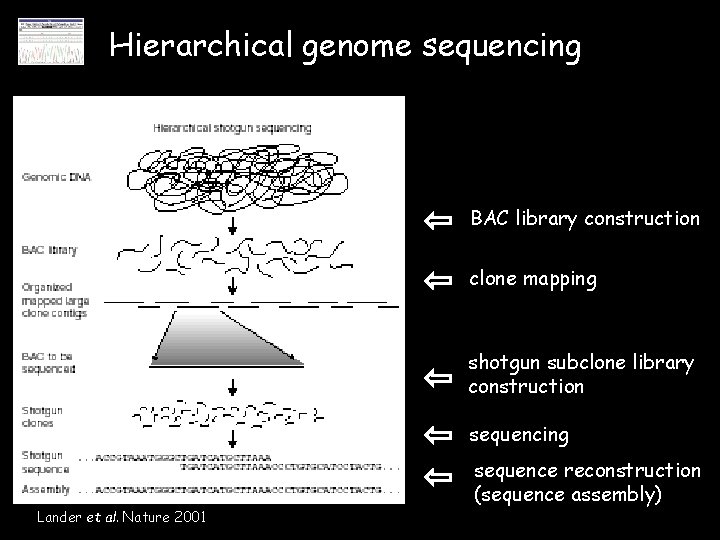 Hierarchical genome sequencing BAC library construction clone mapping shotgun subclone library construction sequencing Lander