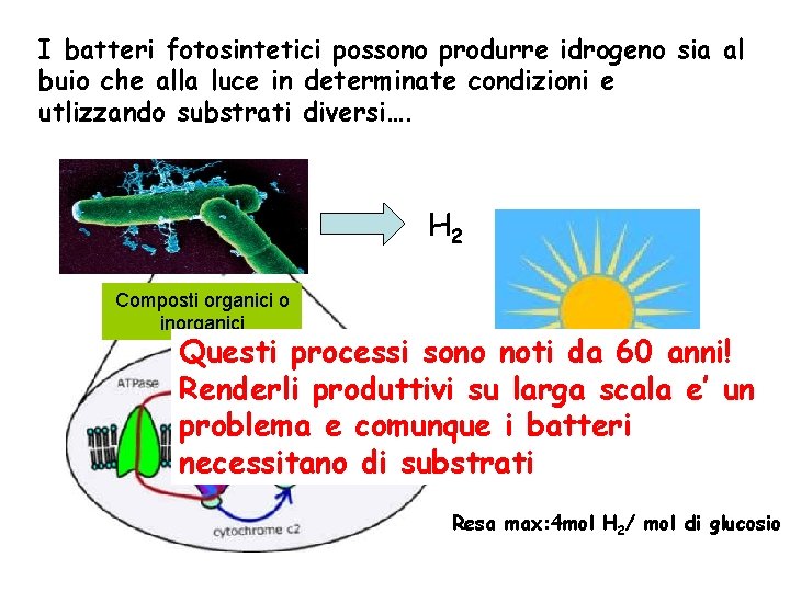 I batteri fotosintetici possono produrre idrogeno sia al buio che alla luce in determinate