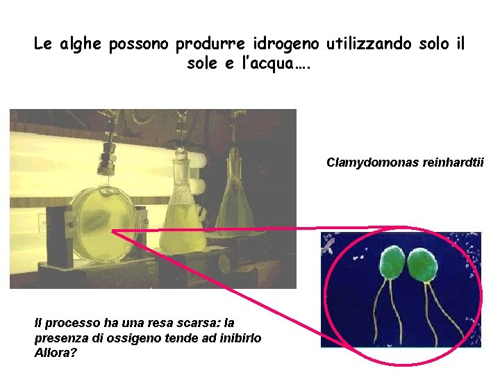 Le alghe possono produrre idrogeno utilizzando solo il sole e l’acqua…. Clamydomonas reinhardtii Il