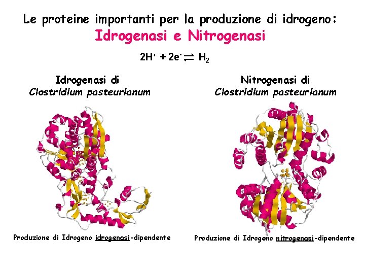 Le proteine importanti per la produzione di idrogeno: Idrogenasi e Nitrogenasi 2 H+ +