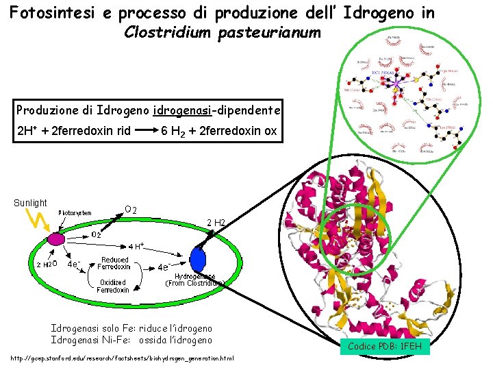 Fotosintesi e processo di produzione dell’ Idrogeno in Clostridium pasteurianum Produzione di Idrogeno idrogenasi-dipendente