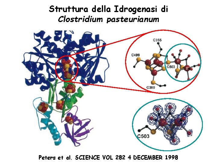 Struttura della Idrogenasi di Clostridium pasteurianum Peters et al. SCIENCE VOL 282 4 DECEMBER