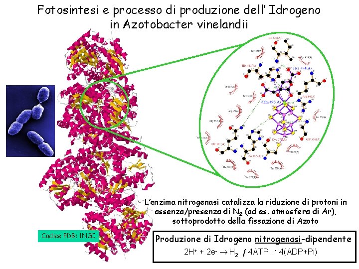 Fotosintesi e processo di produzione dell’ Idrogeno in Azotobacter vinelandii L’enzima nitrogenasi catalizza la