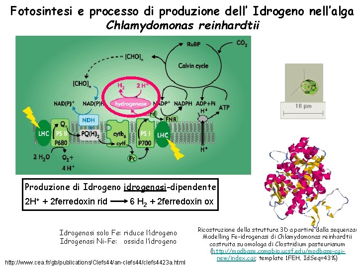 Fotosintesi e processo di produzione dell’ Idrogeno nell’alga Chlamydomonas reinhardtii * Produzione di Idrogeno