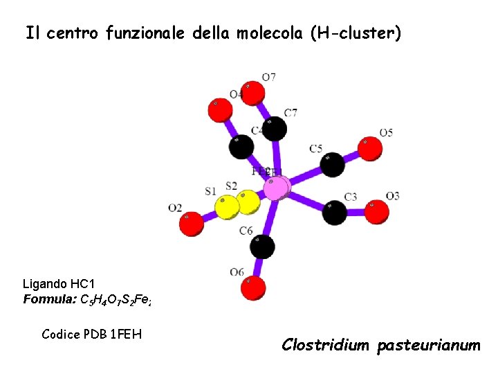 Il centro funzionale della molecola (H-cluster) Ligando HC 1 Formula: C 5 H 4
